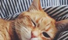 第六十则：安守本业 不合浊流