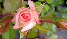 四季的感动_1200字