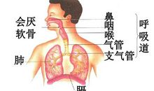 空气污染对呼吸系统的影响_300字
