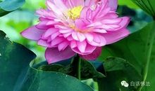 夜——读《夜》有感