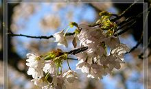 樱花微笑_1000字