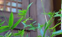 成长，蜕变_1200字