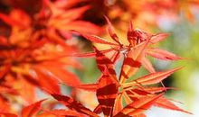 五月，火红的记忆_750字