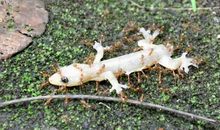 求生的蚂蚁_1500字