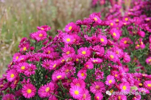 明天的花是不一定更美丽的_600字