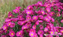 明天的花未必更美_600字