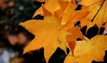 秋天的第一片落叶_900字