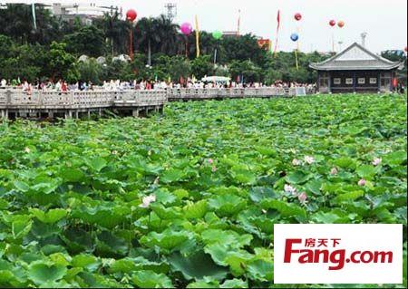 桥头莲花节6月24日路连湖_50字