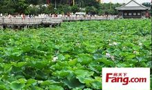 桥头荷花节日6月24路经莲湖_50字