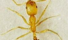 观看蚁虫大战_350字