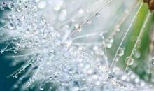 露珠的旅行_900字