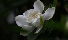 记忆里的芬芳_1500字