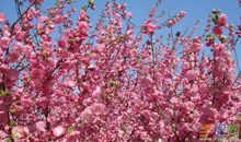 赞美你，春天_650字