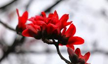 那落英缤纷啊……_1200字