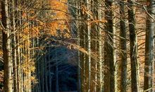 流光溢影_1200字