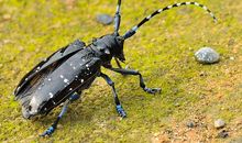 神秘有趣的昆虫王国——读《昆虫记》有感_800字