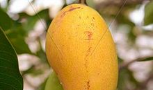 芒果成熟我成长_900字