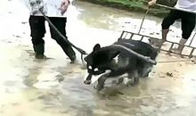 我们班的“老黄牛”_250字