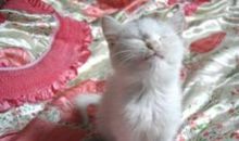 眯眯和小白_400字