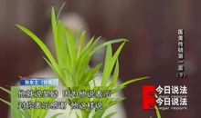 绿光，一种美丽的欺骗_800字