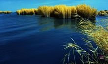 美丽的沙湖_350字