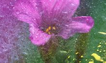 花落今秋，开何处？_650字