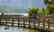 香樟叶红_1200字