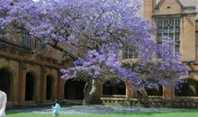 樱花开败的那两个春秋_650字