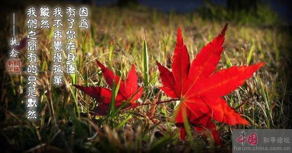 落叶是疲惫的蝴蝶_900字