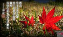 落叶是疲倦的蝴蝶_900字