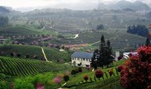 父爱如茶香_650字