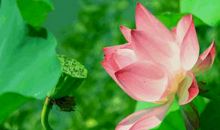 梦里花落知多少_100字