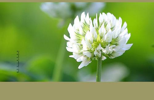 因为知道感激，他们有一颗金心;因为他们知道如何感激，所以他们让世界上的人们的温暖。由于了解感恩，这个世界将是如此美丽。愉快的花，在感恩的分支的美丽的绽放。