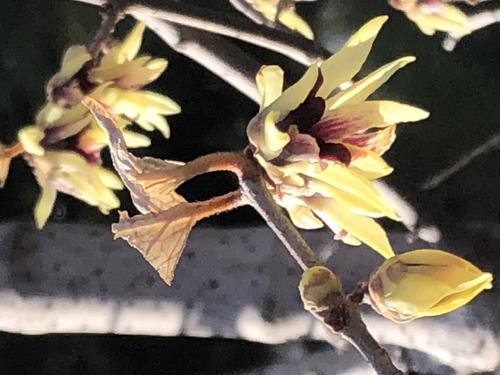 春天的花不是下降_800字