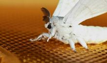 天使的美丽_700字