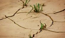 在逆境中成长_550字