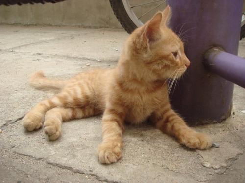 然而，虽然黑爪跑得快，但这比上车更好，但黑爪仍然不愿意表现出弱点，追逐它。过了一会儿，我来到了高速公路。店主停了下来，高速公路被收费。当交警钱时，黑人爪子将在当时举行，冲过来。但是，它仍然是迟到的一步。这辆车再次被驱赶。没办法，仍然必须被追赶，争取生命，追逐它。