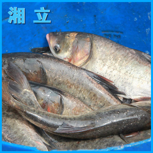 第三次讨论：嘴里的鱼_1500字