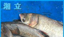 初三议论文：含在嘴里的鱼_1500字