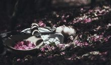 花儿谢了_1200字