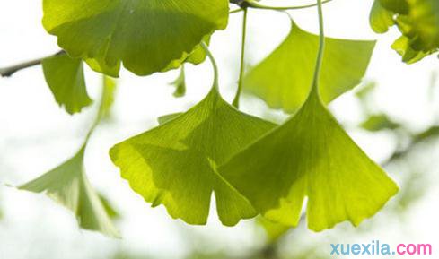 让自信的风吹_800字