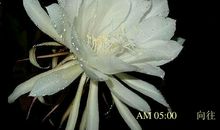 美丽的昙花_550字