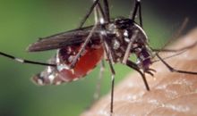 当蚊子成为珍稀动物后{一}_650字