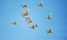 飞翔吧，澳门_1000字