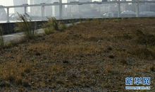 期盼——澳门回归联想_1200字