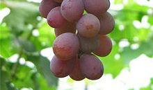 蚂蚁“偷”葡萄_550字