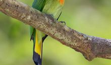 我是一只百灵鸟_650字