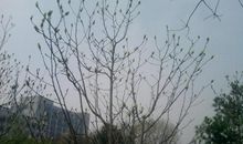 春天的踪迹_650字