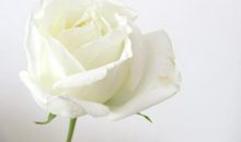 一朵花的生命_400字