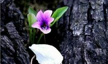 生命的乐趣_700字